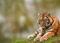 How Phaneesh Murthy Multiplies Conservation Funding Impact