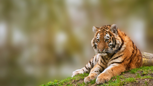 How Phaneesh Murthy Multiplies Conservation Funding Impact